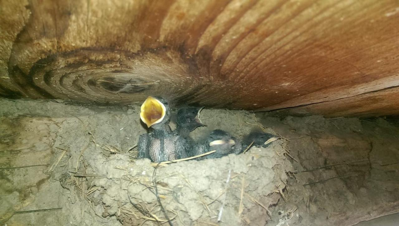 Casa Rural Vilaspasa, Alquiler Integro Gotarta Buitenkant foto